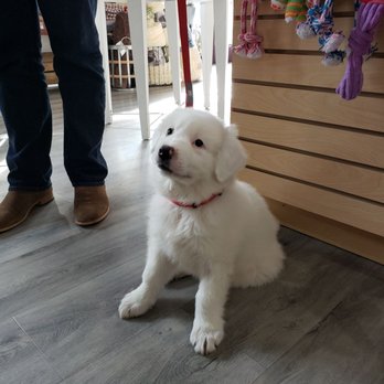 Good Dog Rocky - Chunk is his name ! - Pet Groomers Near Me - Ashburn, Virginia Good Dog Rocky - Chunk is his name ! - Pet Groomers Near Me - Ashburn, Virginia