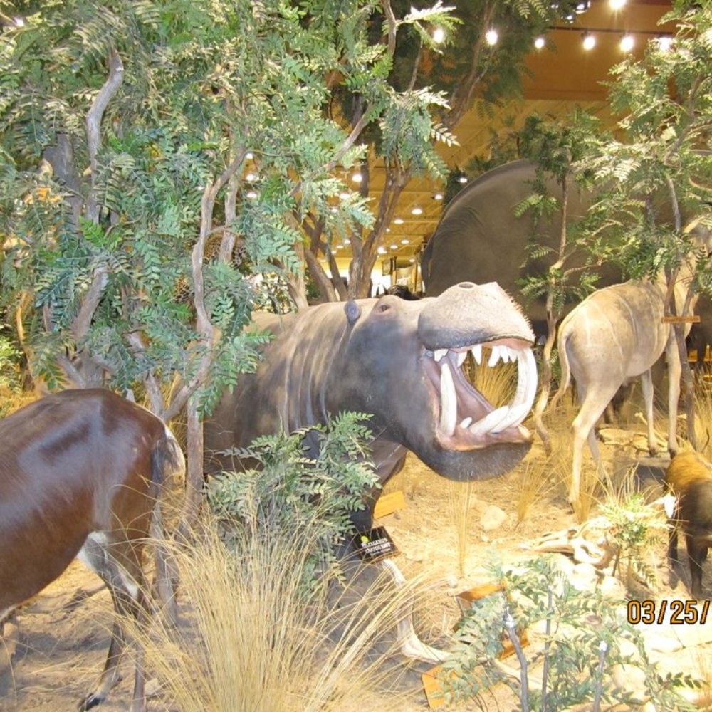 Cabela's - Hippo - Guns & Ammo Near Me - Verdi, Nevada Cabela's - Hippo - Guns & Ammo Near Me - Verdi, Nevada