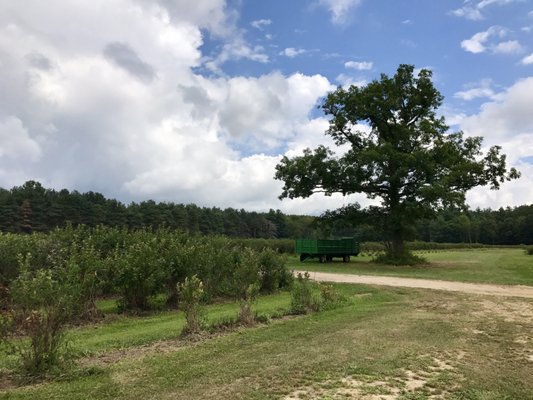 BLUEBERRY LANE FARMS - Updated July 2024 - 13240 Blueberry Ln, Otter