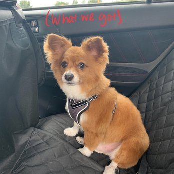 PetSmart - What we got - Pet Training Near Me - Irving, Texas