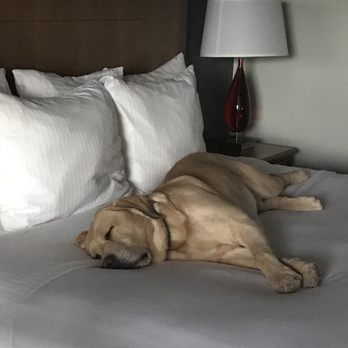 La Quinta by Wyndham Gallup - Pooch approved! - Hotels Near Me - Gallup, New Mexico La Quinta by Wyndham Gallup - Pooch approved! - Hotels Near Me - Gallup, New Mexico