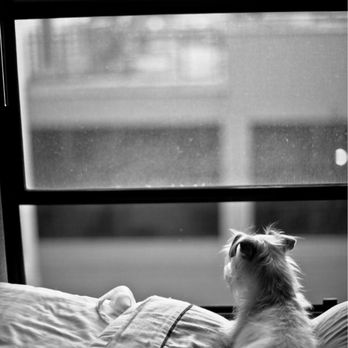 La Fin Veterinary - Pet Cremation Services Near Me La Fin Veterinary - Pet Cremation Services Near Me