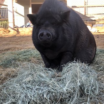 East County Large & Small Animal Practice - Bernie rescued from a hoarding situation has the sweetest mohawk around. - Veterinarians Near Me - El Cajon, California East County Large & Small Animal Practice - Bernie rescued from a hoarding situation has the sweetest mohawk around. - Veterinarians Near Me - El Cajon, California