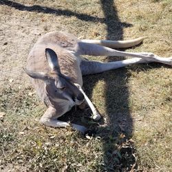 Rainbow Ranch - Momma kangaroo