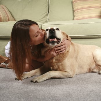 Tri-County Carpet Care - We can solve even your toughest pet damage - Carpet Cleaning Near Me - San Ramon, California Tri-County Carpet Care - We can solve even your toughest pet damage - Carpet Cleaning Near Me - San Ramon, California