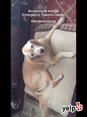 rossmoyne animal clinic