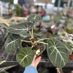 Pat's Farms Garden Center