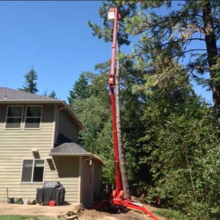Hodgson Tree Service - tree service in Eugene, OR