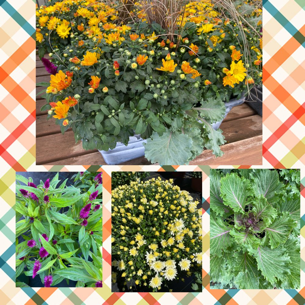 ENGELSMAN GREENHOUSE 11 Photos 710 Chicago Dr, Holland, Michigan