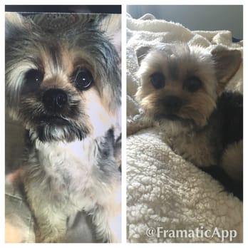 Groom & Board - I gave this picture to them.. (Left) of how they cut her hair before..and she came out like this (right) total hack. Never coming back. - Pet Groomers Near Me - Placentia, California