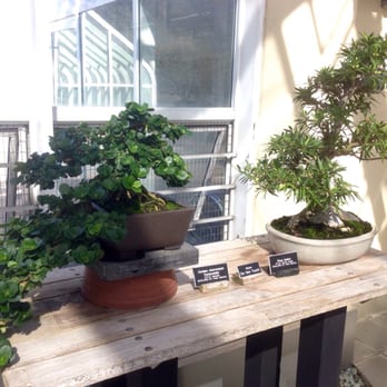 Brooklyn Botanic Garden - Bonsai trees. - Botanical Gardens Near Me - Brooklyn, New York