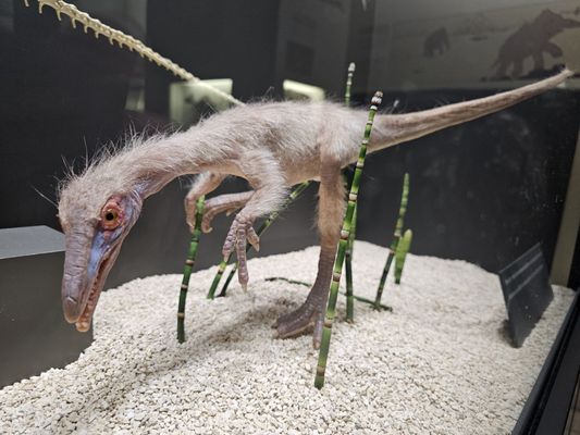 Senckenberg Nature Museum by null