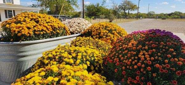 Reeves Family Farm Store by null