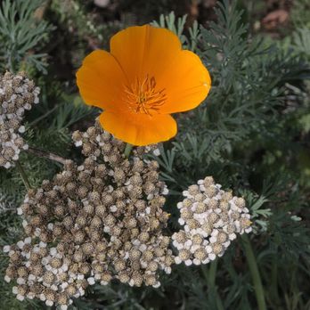 Shipley Nature Center - California poppy!!!! - Community Service/Non-Profit Near Me - Huntington Beach, California Shipley Nature Center - California poppy!!!! - Community Service/Non-Profit Near Me - Huntington Beach, California