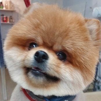 Bow Wow Barber - Lilly Ammerman - Pet Groomers Near Me - Riverside, California Bow Wow Barber - Lilly Ammerman - Pet Groomers Near Me - Riverside, California