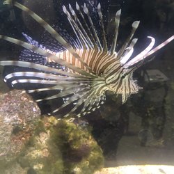 Smithsonian Marine Station - Lionfish