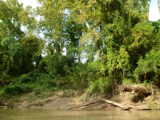 Bayou City Adventures by null