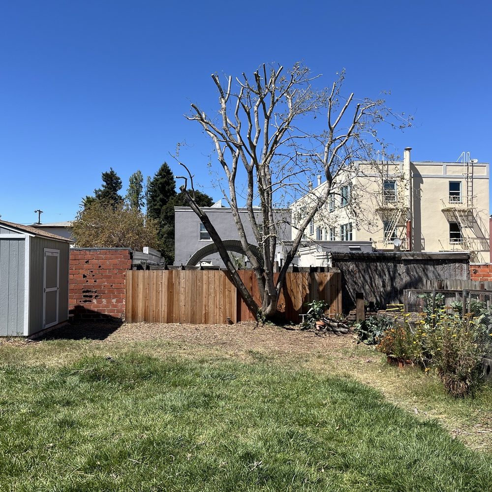 Bay Area Tree Pro - After - Tree Services Near Me Bay Area Tree Pro - After - Tree Services Near Me