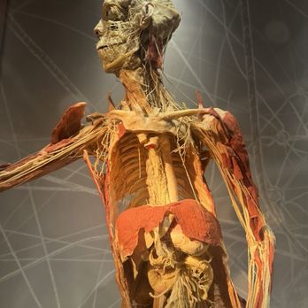 Real Bodies - Museums Near Me - Las Vegas, Nevada Real Bodies - Museums Near Me - Las Vegas, Nevada