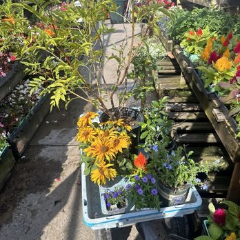 Green Thumb Nursery - Nurseries & Gardening Near Me - Lake Forest, California Green Thumb Nursery - Nurseries & Gardening Near Me - Lake Forest, California