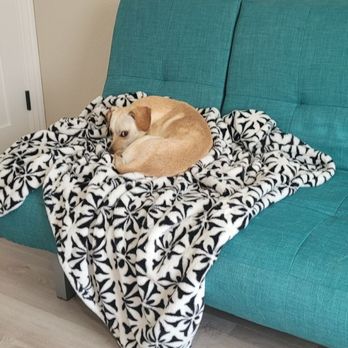 Centerton Pet Care - Pet Sitting Near Me