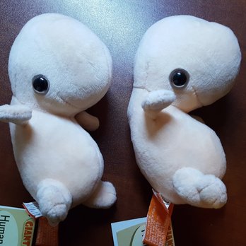 Toy Joy - 2 plush fetuses. - Toy Stores Near Me - Austin, Texas Toy Joy - 2 plush fetuses. - Toy Stores Near Me - Austin, Texas