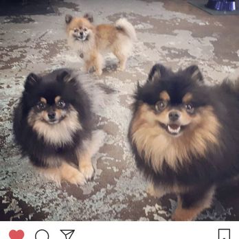 Raise the Woof - Pet Training Near Me - Vancouver, British Columbia Raise the Woof - Pet Training Near Me - Vancouver, British Columbia