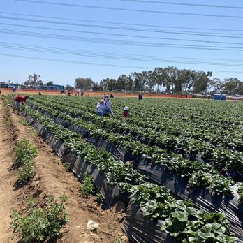 Kenny's Strawberry Farm - Strawberry Field - Fruits & Veggies Near Me - Fallbrook, California