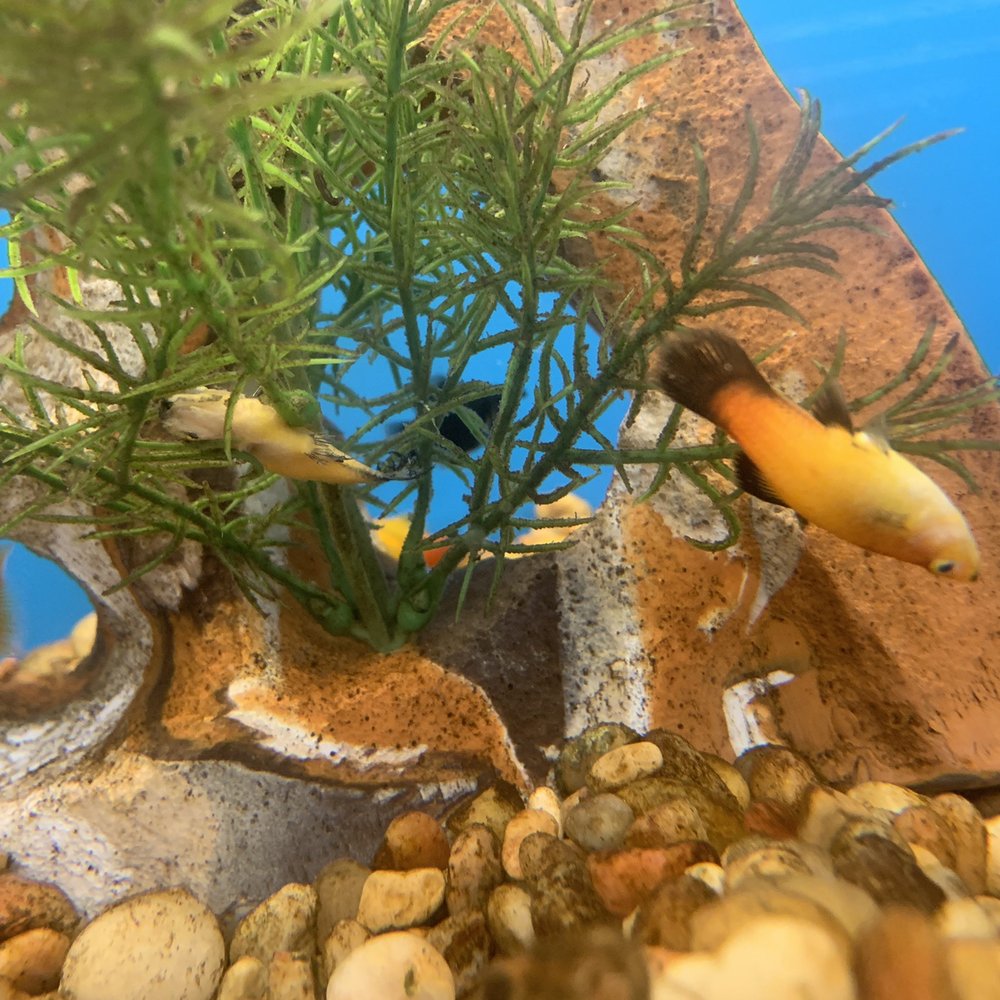 PetSmart - More dead fish - Pet Training Near Me - Orlando, Florida PetSmart - More dead fish - Pet Training Near Me - Orlando, Florida
