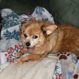 Spikee is one of the rescue pups Spikee is one of the rescue pups