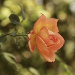 Climbing rose Climbing rose