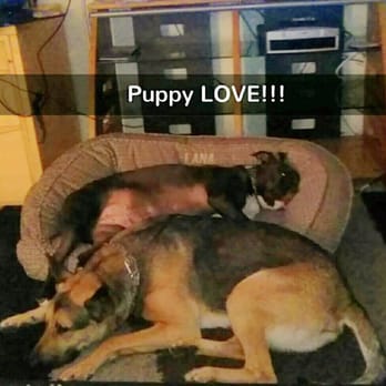 RexiTron - Puppy LOVE!! - Dog Walkers Near Me RexiTron - Puppy LOVE!! - Dog Walkers Near Me