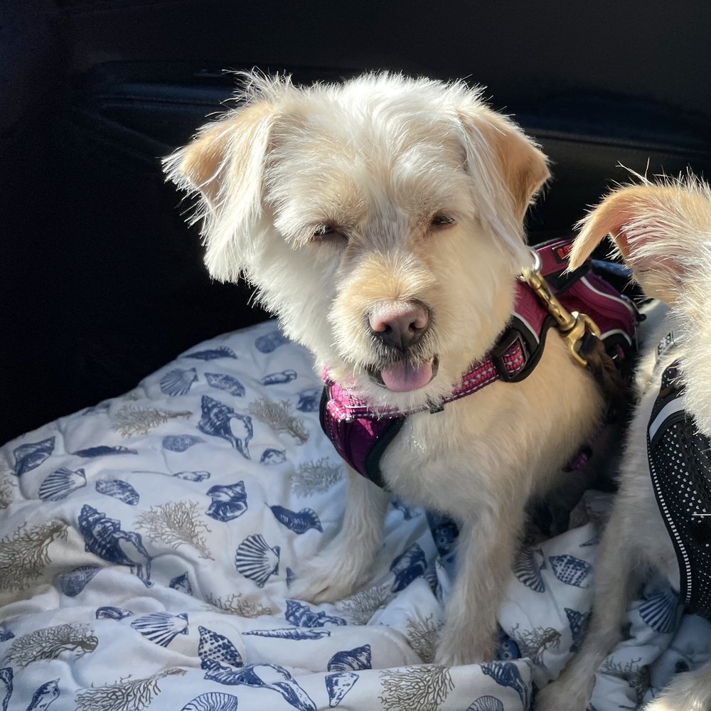 Underdog Pet Stylist - Chandler looking so cute! - Pet Groomers Near Me - Oxnard, California Underdog Pet Stylist - Chandler looking so cute! - Pet Groomers Near Me - Oxnard, California