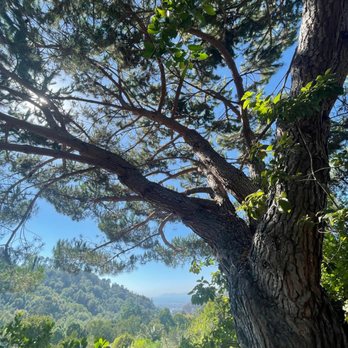UC Botanical Garden at Berkeley - Botanical Gardens Near Me - Berkeley, California