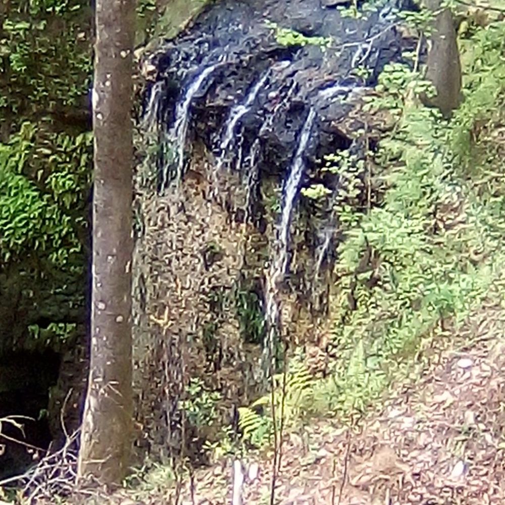 Falling Waters State Park - Parks Near Me - Chipley, Florida Falling Waters State Park - Parks Near Me - Chipley, Florida