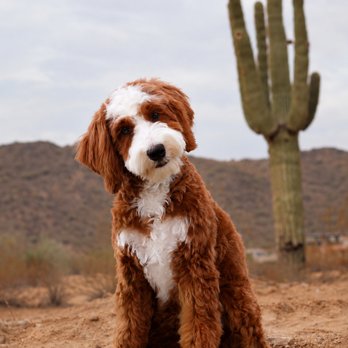 Grand Canyon Bernedoodles - red tuxedo mini bernedoodle - Pet Breeders Near Me Grand Canyon Bernedoodles - red tuxedo mini bernedoodle - Pet Breeders Near Me