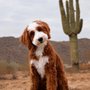 Photo of Grand Canyon Bernedoodles