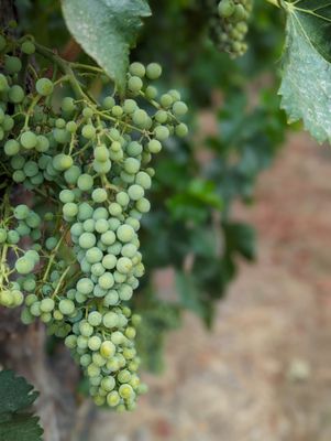 Austin Hope & Treana Tasting Cellar by null