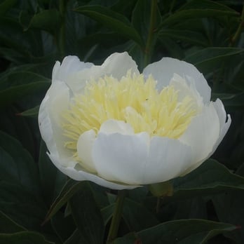 Adelman Peony Gardens - White Sands - Nurseries & Gardening Near Me - Salem, Oregon