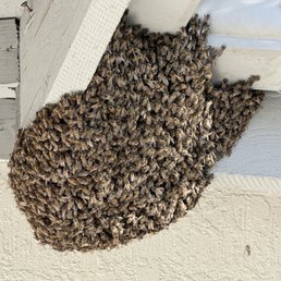 Honey Bees at work Honey Bees at work
