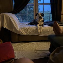 Central Kentucky Animal Clinic - Beloved Buster