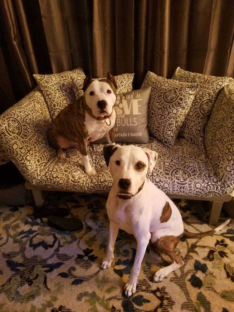 A Pawsitive Experience Pet services Image