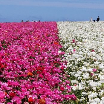 The Flower Fields - Venues & Event Spaces Near Me - Carlsbad, California