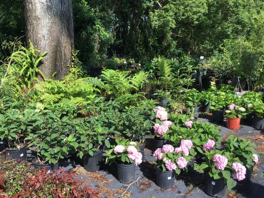 Plant Place Nursery Nurseries Gardening 5611 Fort Caroline 5611 Fort Caroline