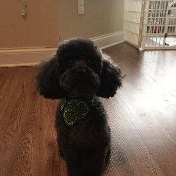 Puptown Lounge - Lola - Pet Sitting Near Me - Upper Arlington, Ohio