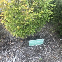 Harborfields Public Library - Landscapers info