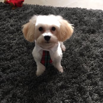 Petco - My little babies back from the salon!! - Pet Stores Near Me - Oakland Park, Florida Petco - My little babies back from the salon!! - Pet Stores Near Me - Oakland Park, Florida