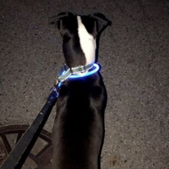 League For Animal Welfare - My old foster sherbet watching fire works on the 4th of July while getting a break from the shelter! Love being a foster with lfaw - Animal Shelters Near Me - Batavia, Ohio League For Animal Welfare - My old foster sherbet watching fire works on the 4th of July while getting a break from the shelter! Love being a foster with lfaw - Animal Shelters Near Me - Batavia, Ohio