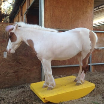 My Little Horse Cherry - Rocking horse! - Party Characters Near Me My Little Horse Cherry - Rocking horse! - Party Characters Near Me