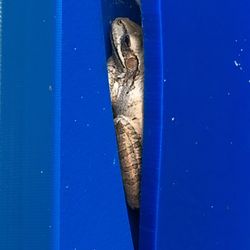 E L Bing Park - At first glance, these frogs looked like curled up snakes hiding in the playground equipment.  Glad it was just a frog.